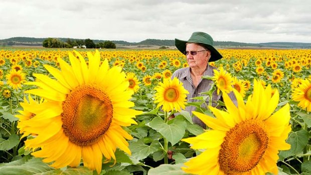 Felton farmer Bob Free stands among a bumper sunflower crop. His sunflower and sorghum fields have come to life in what he says is one of the best seasons in years.