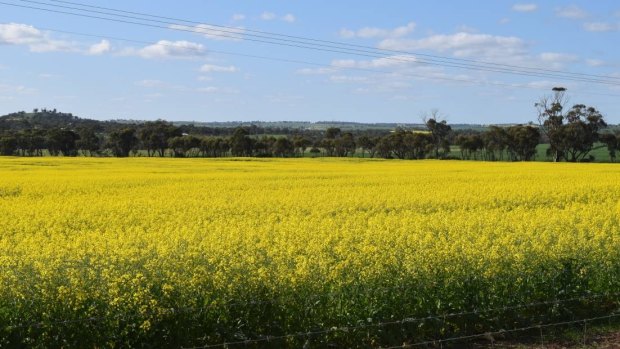 A canola field on Northam-York Road that is attracting attention by tourists for its beauty