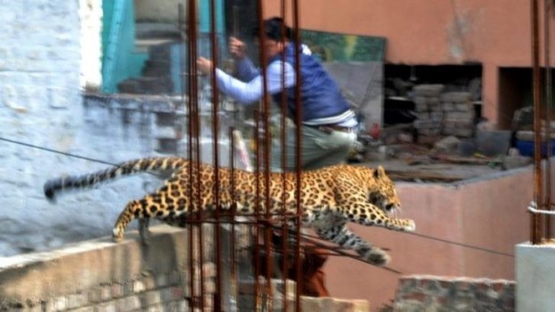 A leopard leaps across an under-construction structure near a furniture market in the Degumpur residential area as a bystander moves out of the way in Meerut on Sunday.