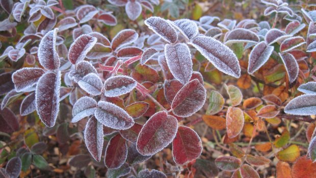 Frosty times ahead: The first of the fronts should arrive on Thursday.