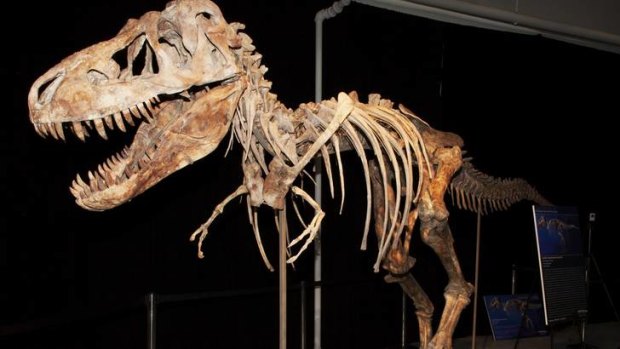 Oversize baggage  ... the skeleton of a Tyrannosaurus Bataar dinosaur allegedly smuggled from Mongolia to the US.
