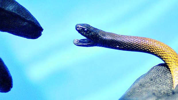 The inland taipan that bit a Kurri Kurri teenager.