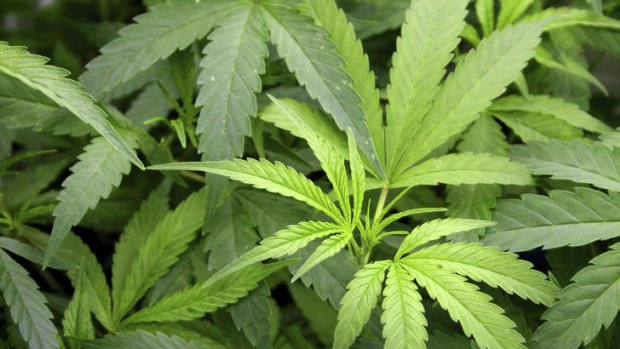 Marijuana is put under the microscope in <i>Cannabis: The Evil Weed?</i>