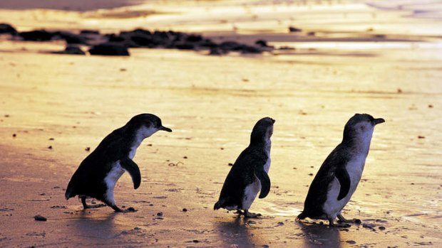 Penguins at sunset on Phillip Island.