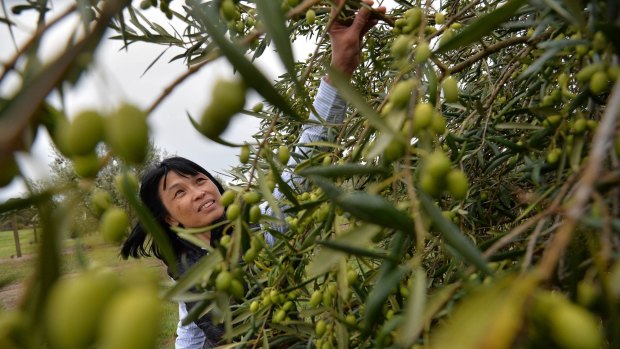 Sui Tham at her Olive oil grove, Cape Schanck Olive Estate which has won gold and best-in-class medals at this year's New York International Olive Oil Competition. 