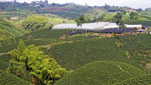 A coffee plantation in Colombia's World Heritage-listed coffee triangle.