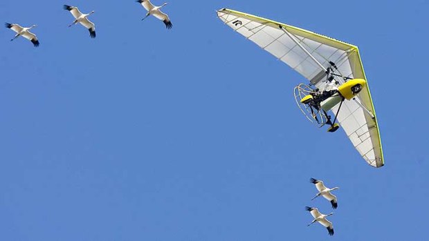 US ultralight pilot Chris Gullikson with Operation Migration, flies over head with whooping cranes in formation in a file picture.