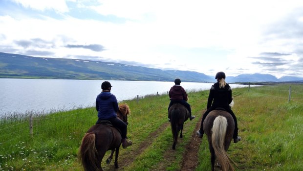 Skjaldarvik riding tours use the ancient small Icelandic horse.
