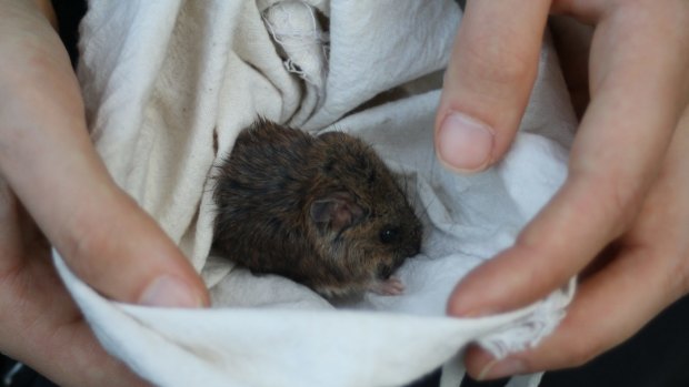 The New Holland mouse found at Wilsons Promontory - the first in more than five years.