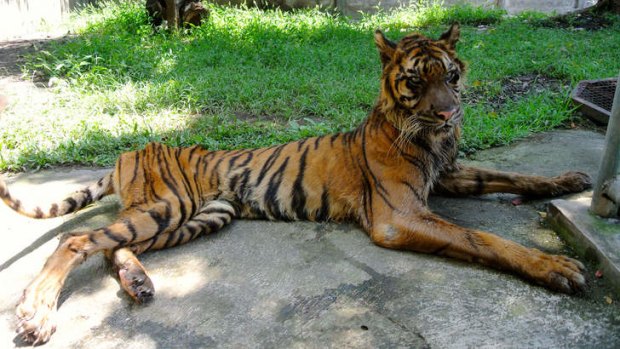 Sumatran tiger Melani is now being cared for in a Bogor safari park.