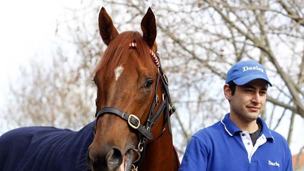 Strapper Akin Yargi with champion racehorse Sepoy at the Darley stables in Flemington earlier this week.