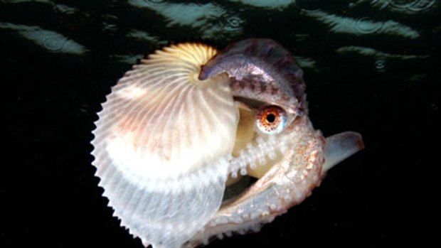 The argonaut octopus.