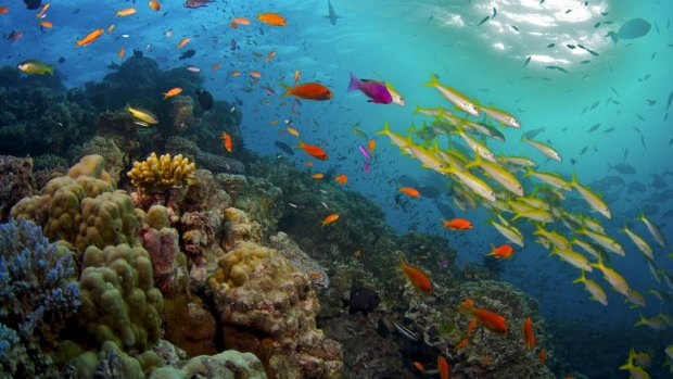 Australia was warned that the Great Barrier Reef could be put on the World Heritage in Danger list.