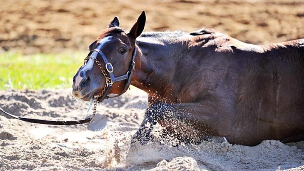 Unknown &#8230; Mount Athos enjoys a roll in the sand at Werribee on Sunday.