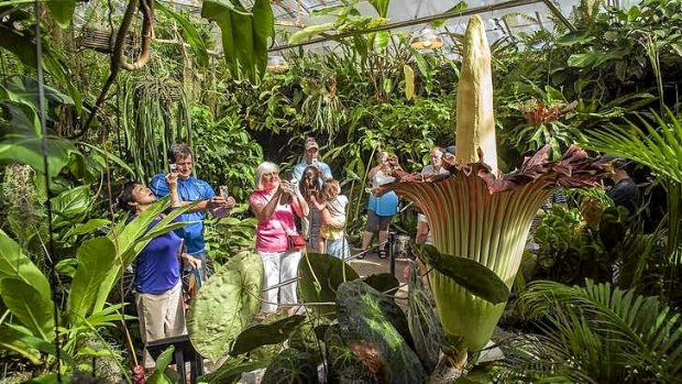 Visitors view the blooming of a five-foot-tall 'corpse' flower at the Marie Selby Botanical Gardens in Sarasota, Florida.