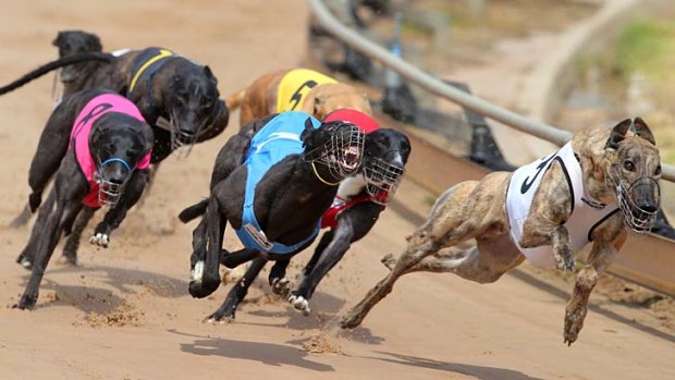 Dogs sent to Macau: Greyhounds Australasia has been criticised for keeping a review into live dog exports under wraps.