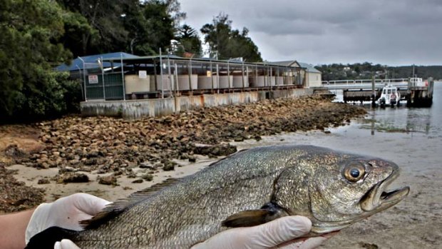Staff out of water ... the Cronulla Fisheries Research Centre has been at Hungry Point for nearly a century.