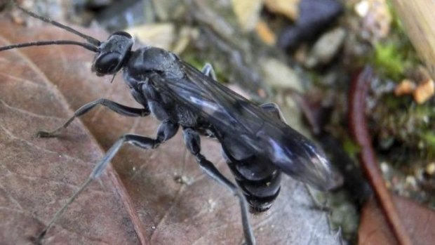 A female "bone-house wasp"  in its natural habitat on the forest floor in south-eastern China.