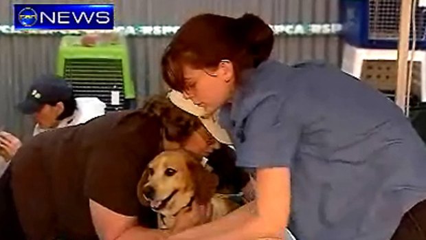 RSPCA vets tend to one of the dogs seized at a Wondai property in central Queensland.