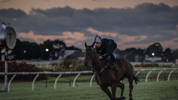 Track improvements: Winx during a gallop at Rosehill.