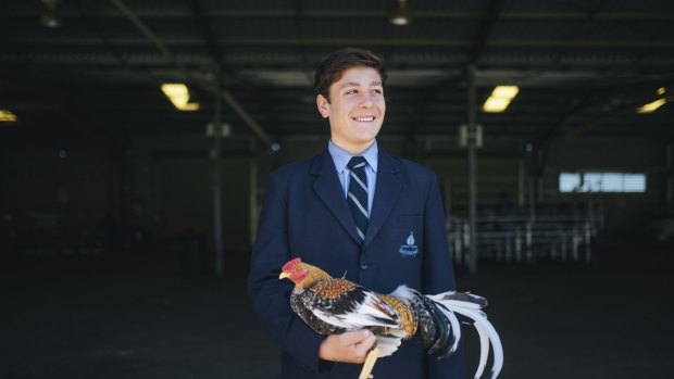 Canberra Grammar year 10 student Nick Katsogiannis holding a rooster during the agricultural education day at Exhibition Park in Canberra.