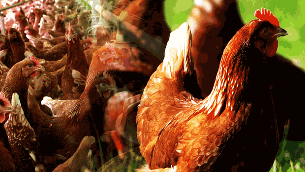 The bill states that to receive the free range classification there must be no more than 1500 chickens a hectare.