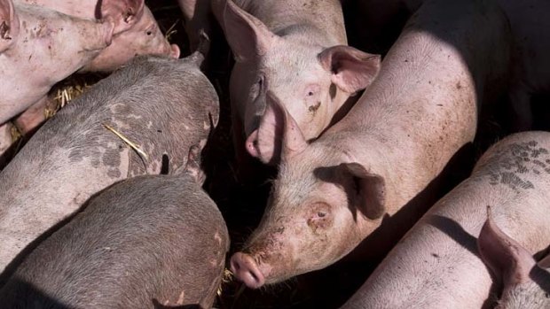 A NSW piggery becomes the first to generate carbon credits.