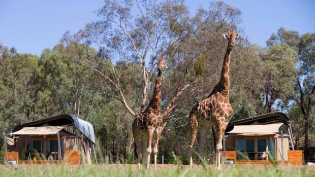 Up close: giraffes at the Dubbo Plains Zoofari Lodges.