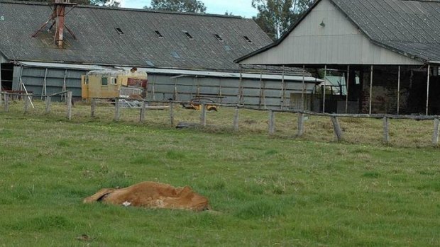 Dead and malnourished cattle in Coolup have prompted an animal welfare investigation.