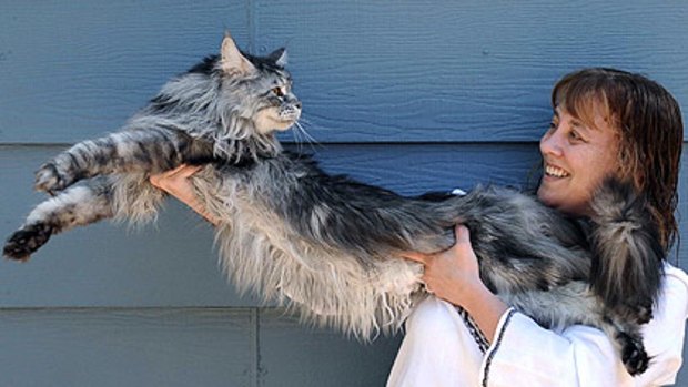 Robin Henderson stretches out her Maine Coon cat Stewie, who has just claimed the record as the world's longest cat.