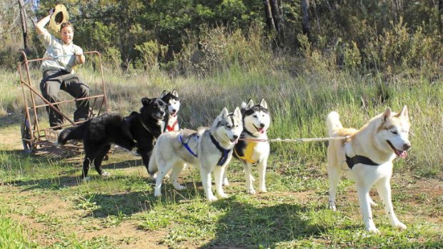 It's a dog's life .... Canberra Centenary Trail on a husky "sled".