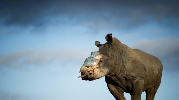 A female rhino was lucky to survive a poaching attack thanks to intervention by specialist medical staff in South Africa. Overall the threat to rhinos remains at a critical level.