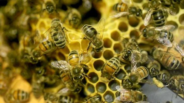 Bee hives worth about $2000 have been stolen from a property near Ipswich.