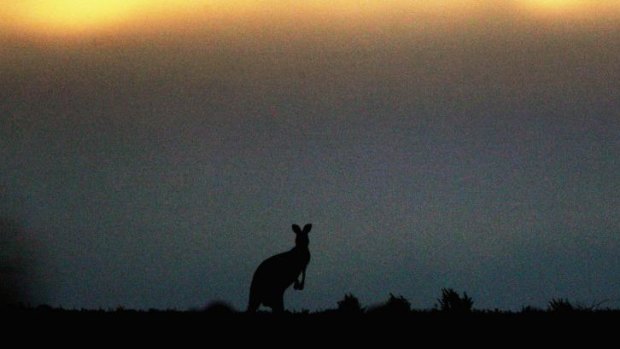 A kangaroo has attacked a woman north-west of Brisbane.