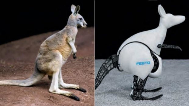 Robot: The bionic kangaroo recovers kinetic energy from each jump to store and use in the next hop.