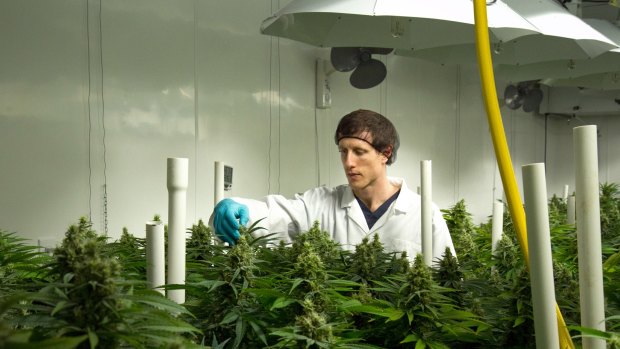 The head grower at British Columbia facility Broken Coast Cannabis where legal medical grade marijuana is grown hydroponically.