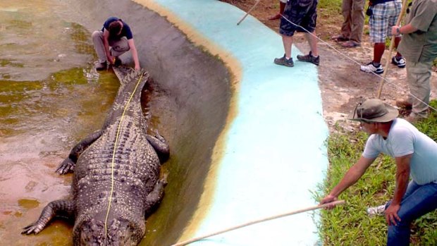 It's official ... Australian zoologist  Adam Britton (L) measures the world's biggest captive crocodile in Bunawan in the Philippines.