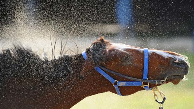 Prairie Star shakes the sand off after trackwork at Werribee.