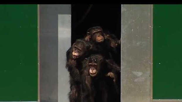 A screen grab of the moments the chimps stepped out,