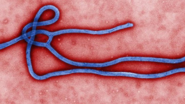 Deadly: The World Health Organisation has recommended exit screening of travellers for the Ebola virus but not entry bans.