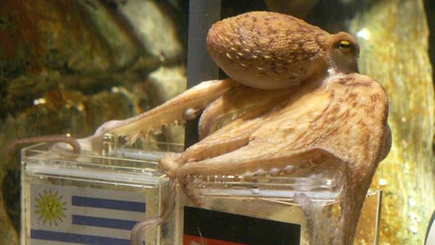 World Cup oracle . . . Paul the Octopus dies, his owners say "he passed away peacefully of natural causes."