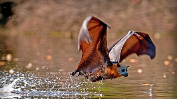 Heat relief: on hot days, flying foxes - like this grey-headed flying fox - dip their bellies into water to cool down.