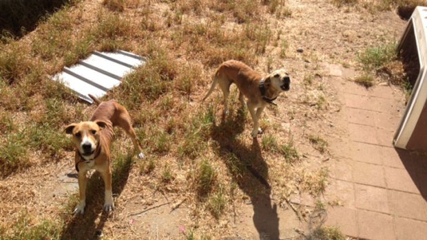 The two dogs found at the property.