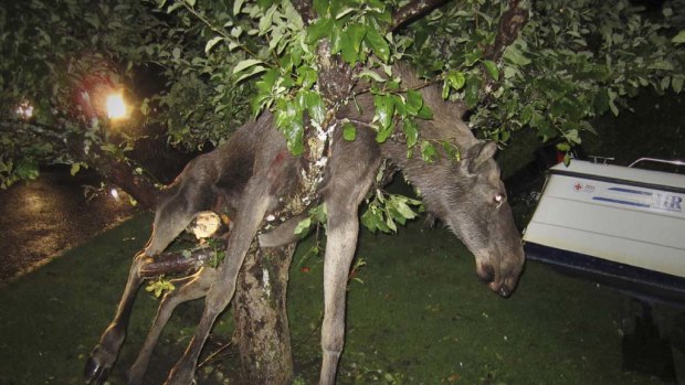 A seemingly intoxicated moose is discovered entangled in an apple tree by a stunned Swede in Goteborg, Sweden.