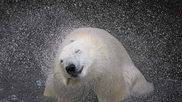 Drying off ... a polar bear shakes off water from its body at a zoo in Quebec, Canada.