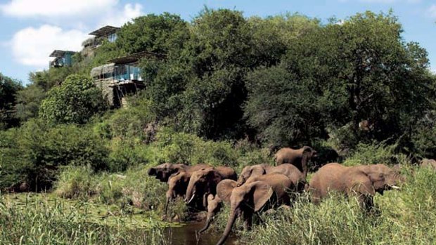 Park life ... a herd of elephants near the lodge.