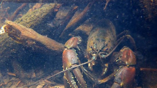 The Tasmanian freshwater crayfish, which can weigh more than 5kg and grow to more than 80cm long is the largest known freshwater invertebrate in the world. The Lapoinya forest is one of its few remaining homes. 