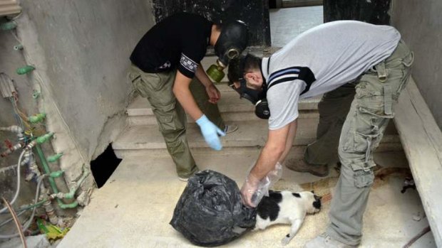 Gathering evidence: Activists pick up a dead cat as they collect samples to check for chemical weapon use in the Zamalka area.