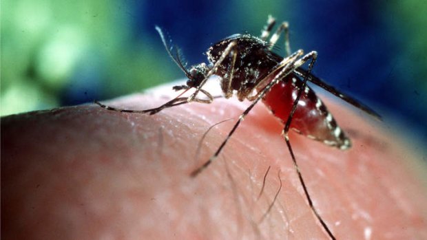 Health burden: Malaria claims 660,000 lives each year.