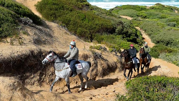 Cox Plate runner Puissance De Lune ridden by Mitch Freedman leads two stablemates through the sand dunes at Levy’s Point in Warrnambool.
